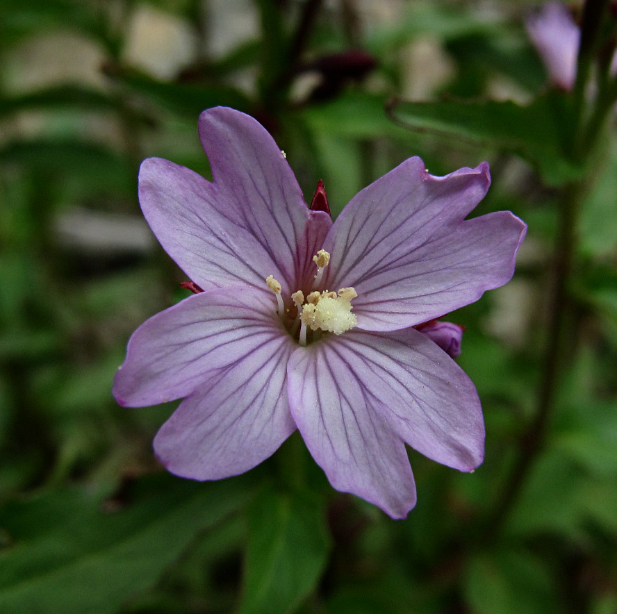 Изображение особи род Epilobium.