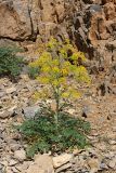 Ferula samarkandica. Цветущее растение. Южный Казахстан, горы Алатау (Даубаба), Восточное ущелье. 18.05.2014.