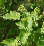 Acer tataricum