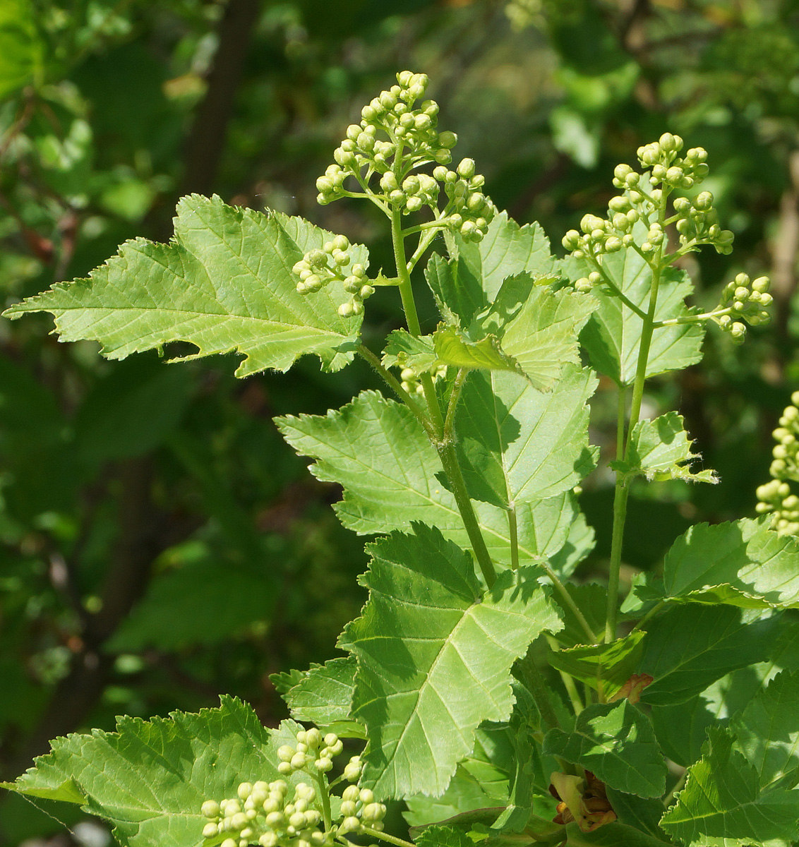 Изображение особи Acer tataricum.