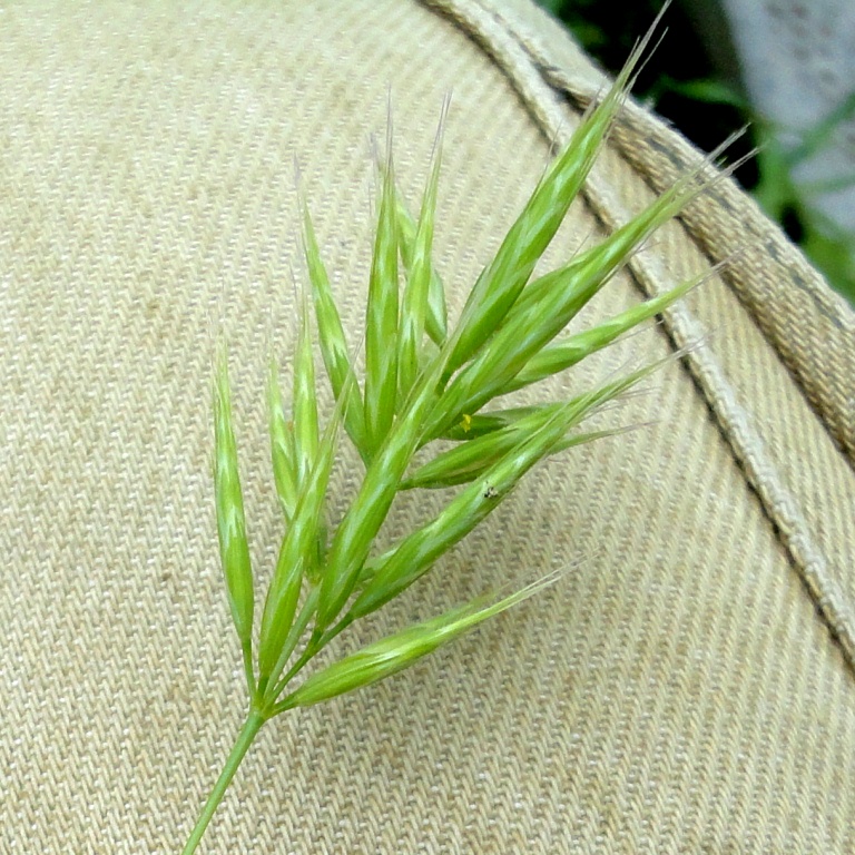 Image of Bromus scoparius specimen.