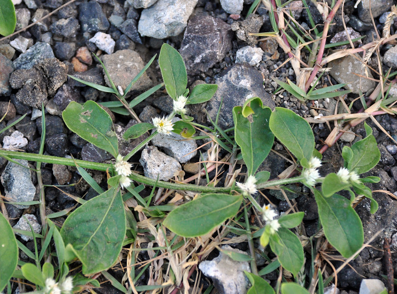 Image of Gomphrena celosioides specimen.