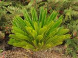 Cycas revoluta. Вегетирующее растение. США, Калифорния, Санта-Круз, на побережье в озеленении. 26.02.2015.