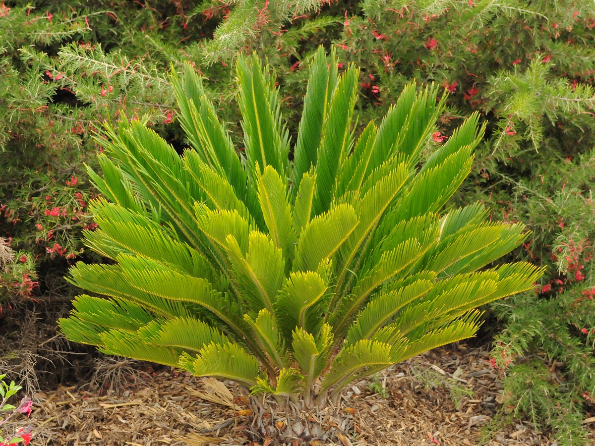 Изображение особи Cycas revoluta.