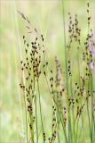 Juncus atrofuscus. Верхушки побегов с соплодиями. Мурманская обл., с. Княжая Губа, побережье Кандалакшского зал. Белого моря, каменистая супралитораль. 26.07.2015.