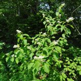 Hydrangea paniculata