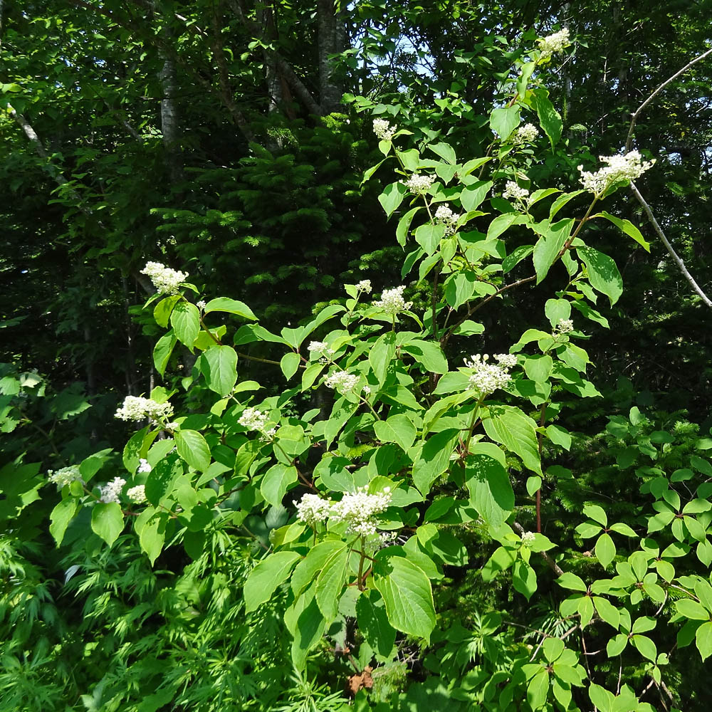 Изображение особи Hydrangea paniculata.