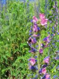 Echium vulgare