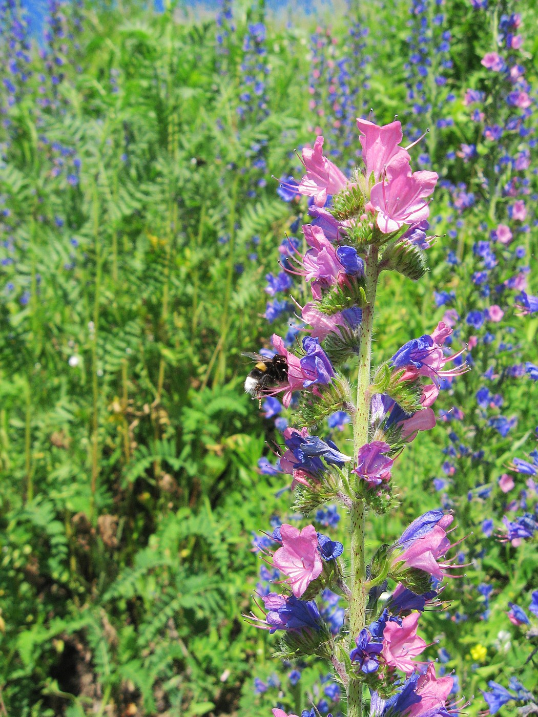 Изображение особи Echium vulgare.