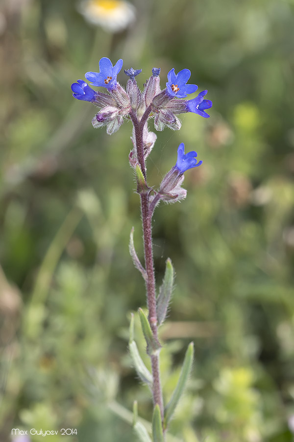 Image of Anchusa leptophylla specimen.