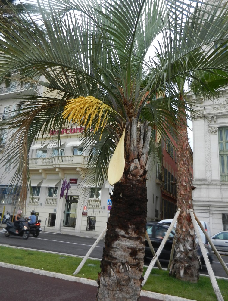 Изображение особи Butia paraguayensis.