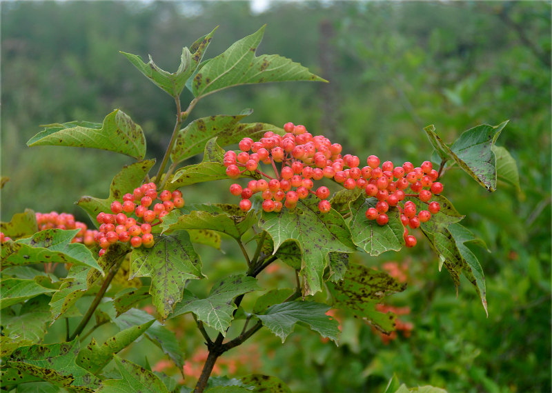 Изображение особи Viburnum sargentii.