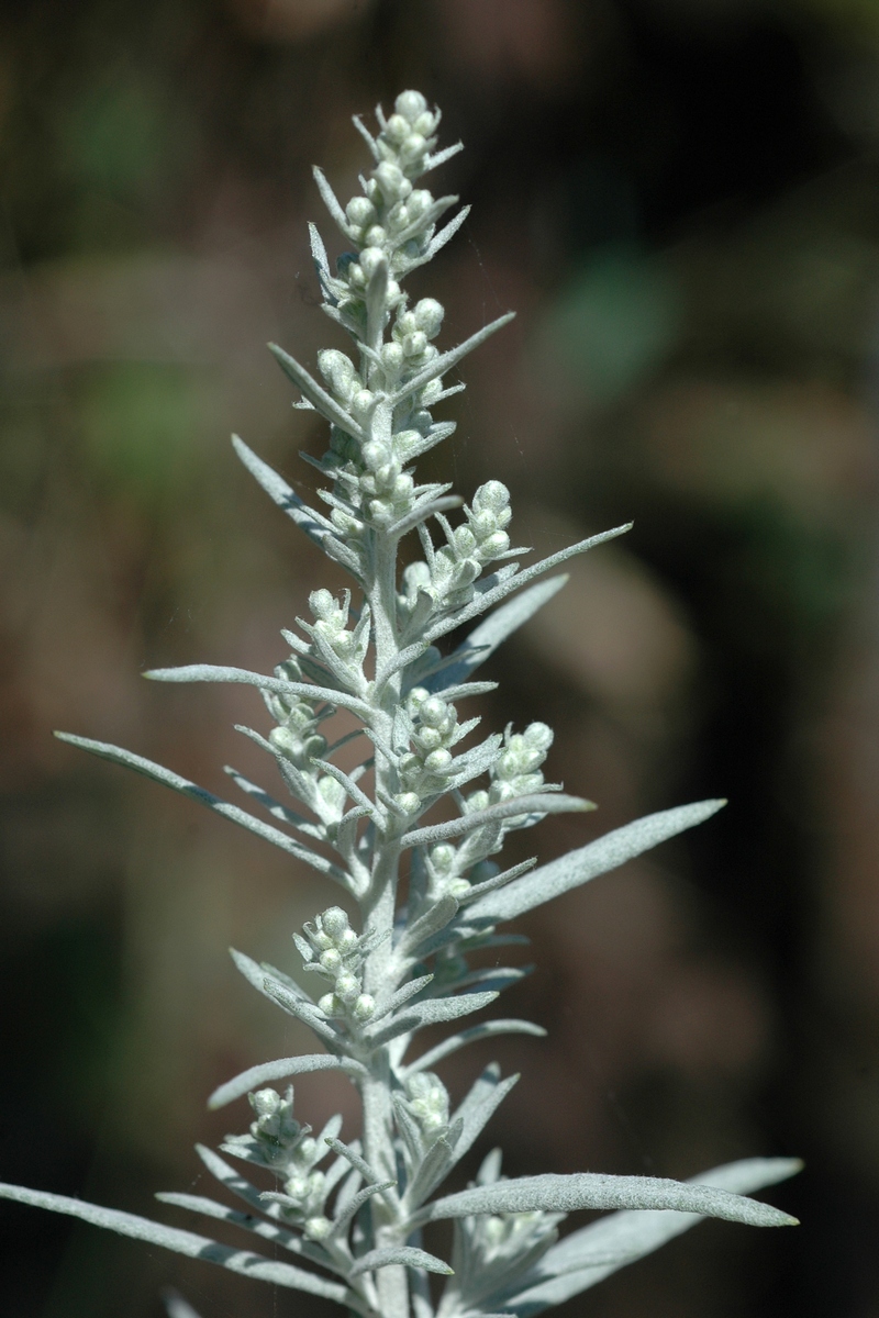 Изображение особи Artemisia ludoviciana.