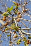 Platanus racemosa