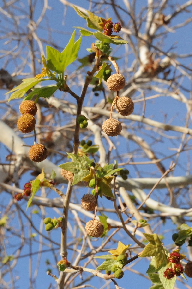 Изображение особи Platanus racemosa.