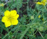 Potentilla semiglabra. Цветок и бутоны. Якутия (Саха), южные окр. г. Якутск, дачный пос. 11.06.2012.