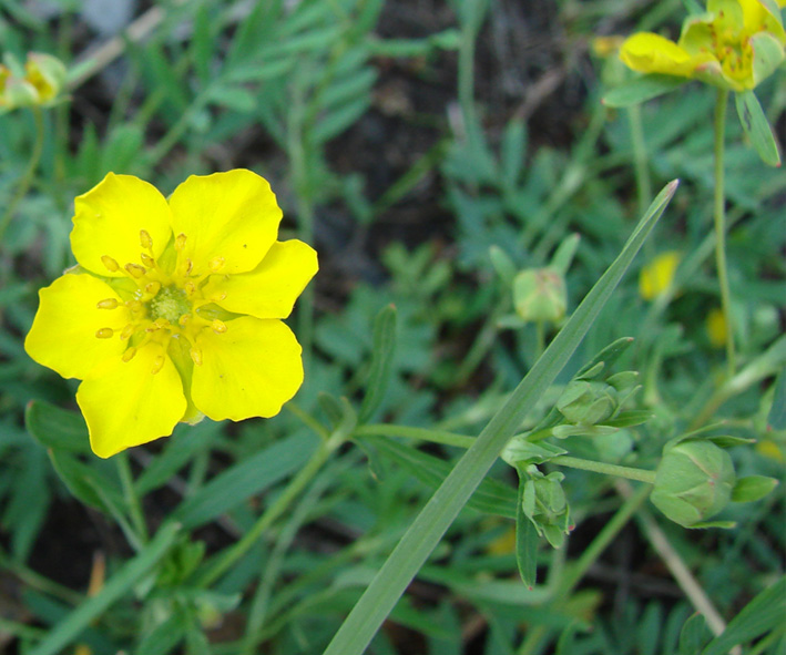 Image of Potentilla semiglabra specimen.