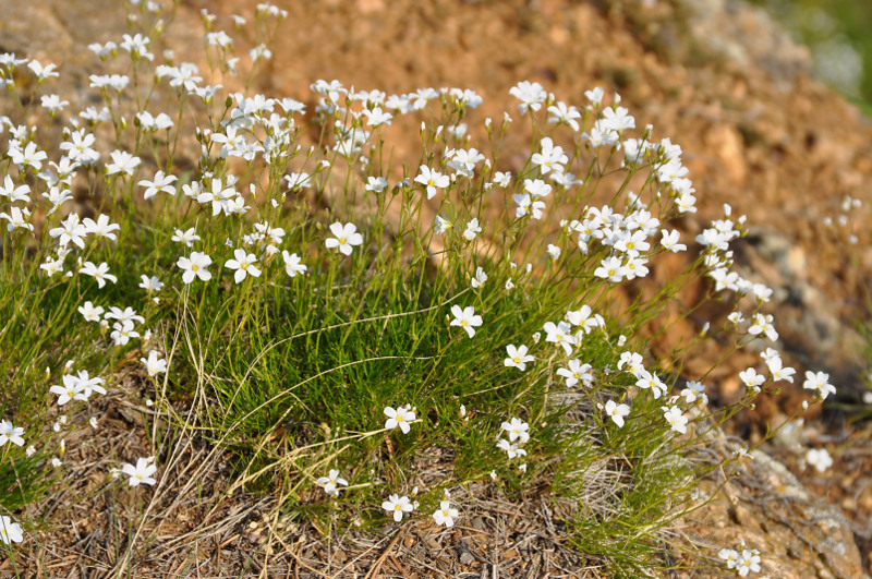 Image of Eremogone meyeri specimen.