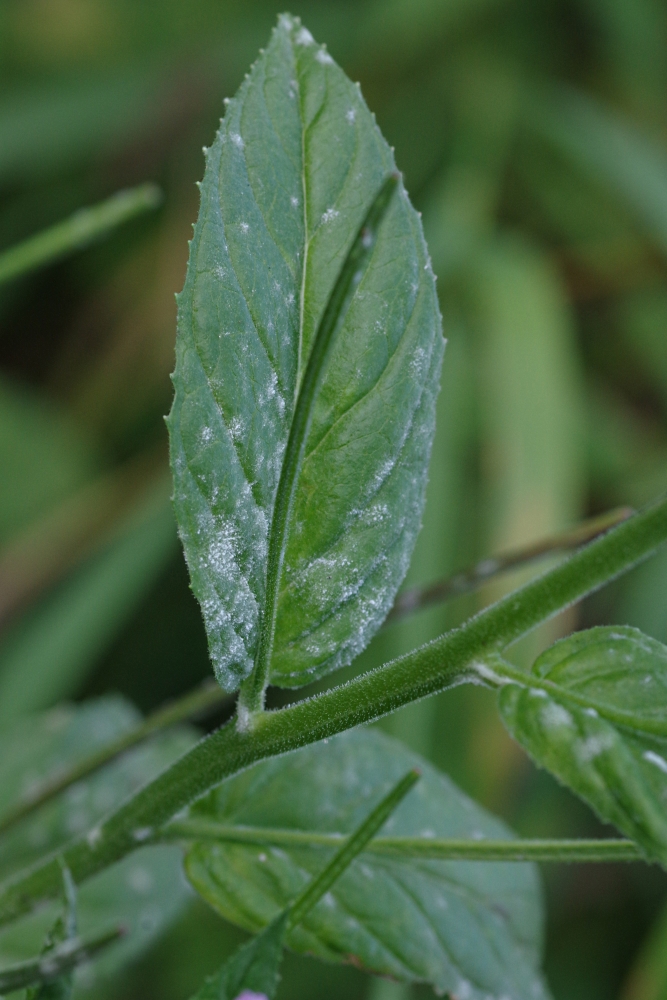 Изображение особи Epilobium bergianum.