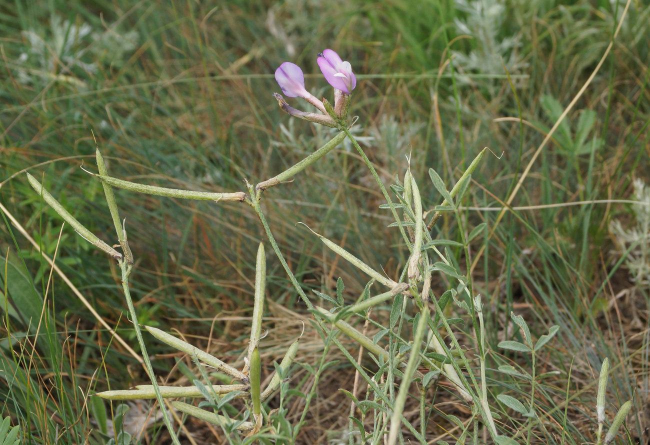 Изображение особи Astragalus stenoceras.