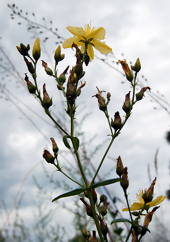 Image of Hypericum elegans specimen.