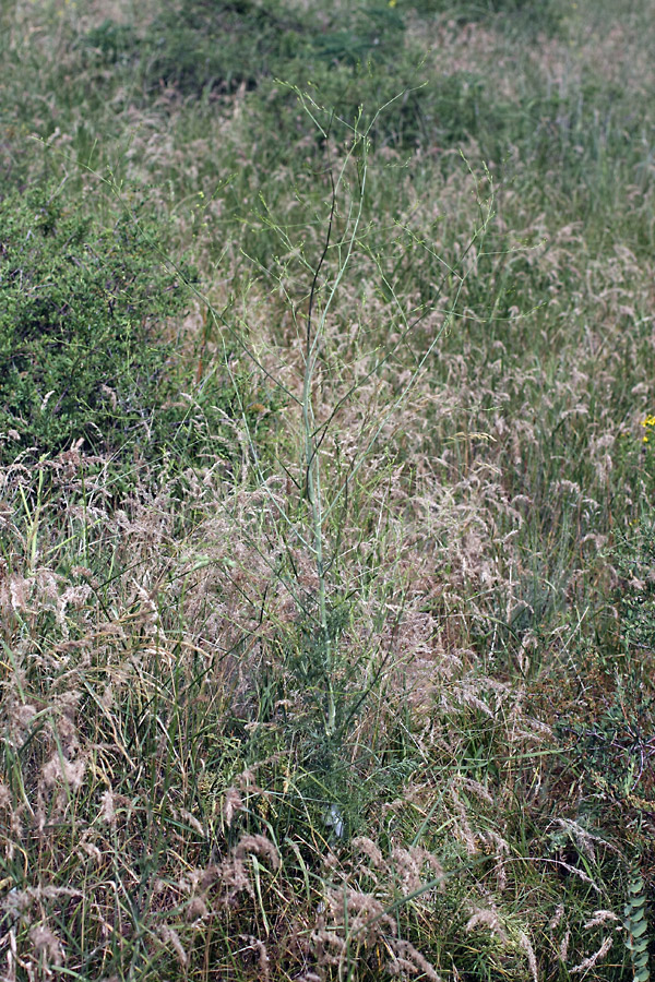 Image of Elaeosticta transitoria specimen.