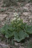 Crambe kotschyana