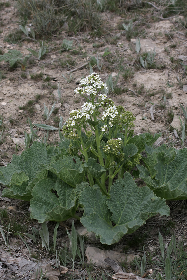 Image of Crambe kotschyana specimen.