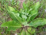 Verbascum lychnitis. Вегетирующее растение. Беларусь, г. Минск, парк Грековой, пустырь недалеко от р. Свислочь. 10.05.2016.