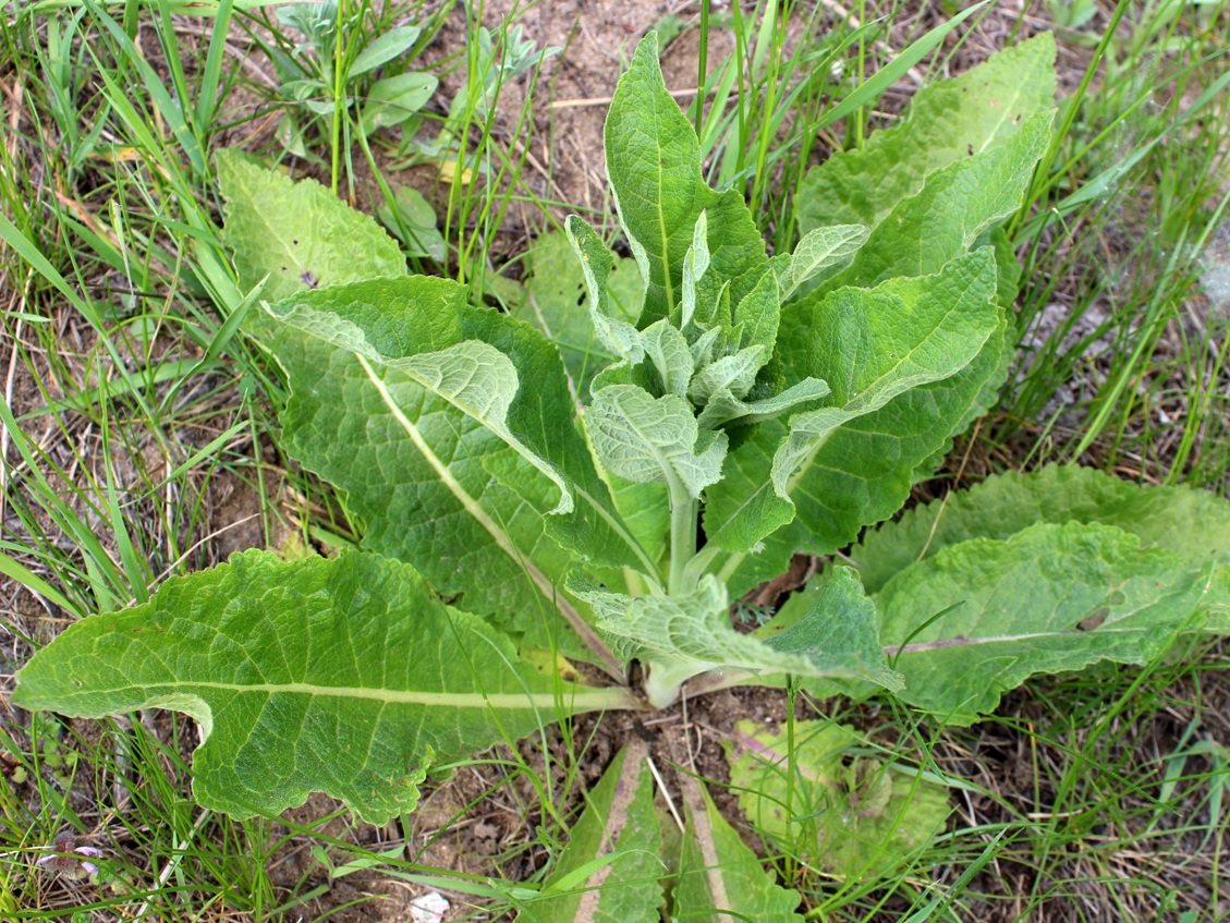 Image of Verbascum lychnitis specimen.