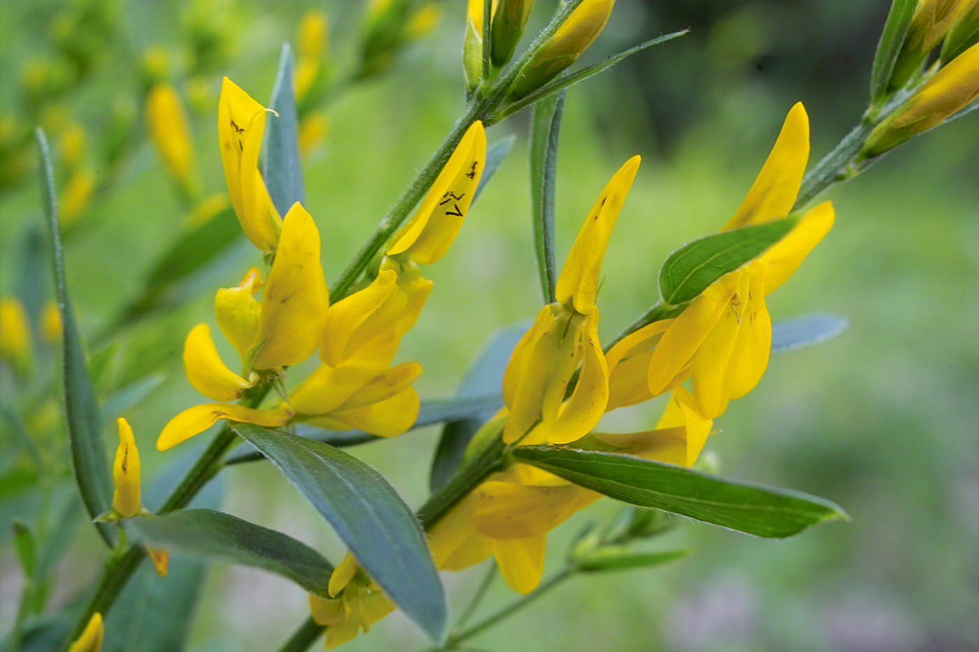 Image of Genista tinctoria specimen.