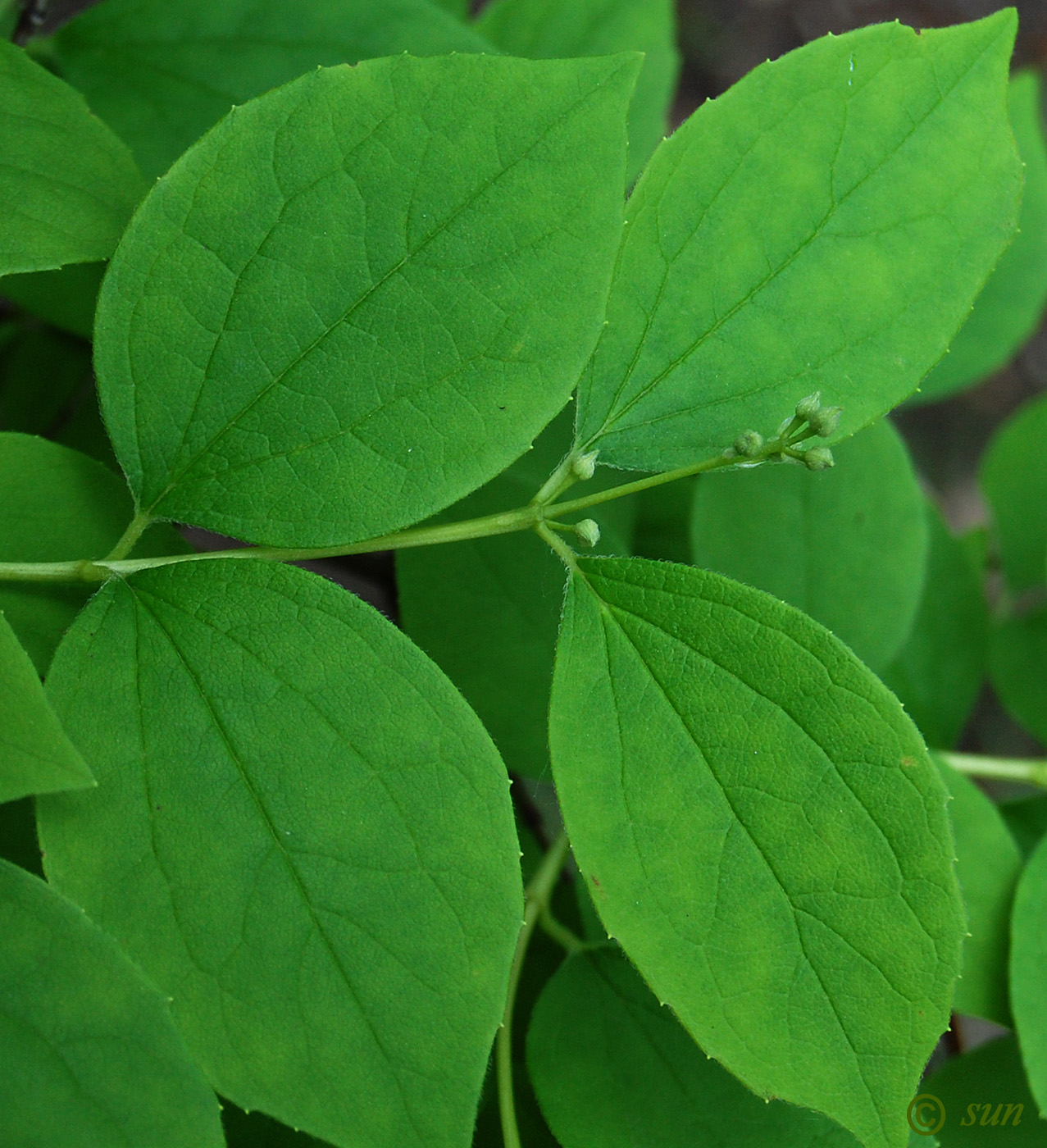 Изображение особи Philadelphus coronarius.