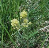 Oxytropis pilosa