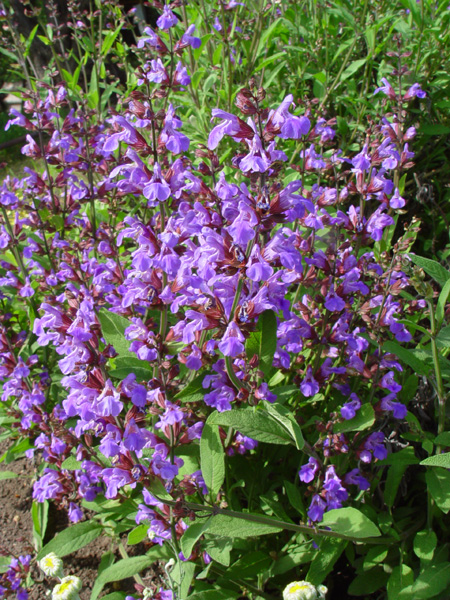 Image of Salvia officinalis specimen.