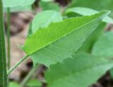 Hieracium pellucidum. Стеблевой лист. Ленинградская обл., Гатчинский р-н, окр. с. Елизаветино, сосново-сероольховый с клёном лес на старой залежи на карбонатной морене. 15.06.2015.