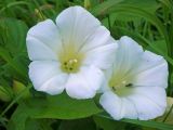 Calystegia silvatica