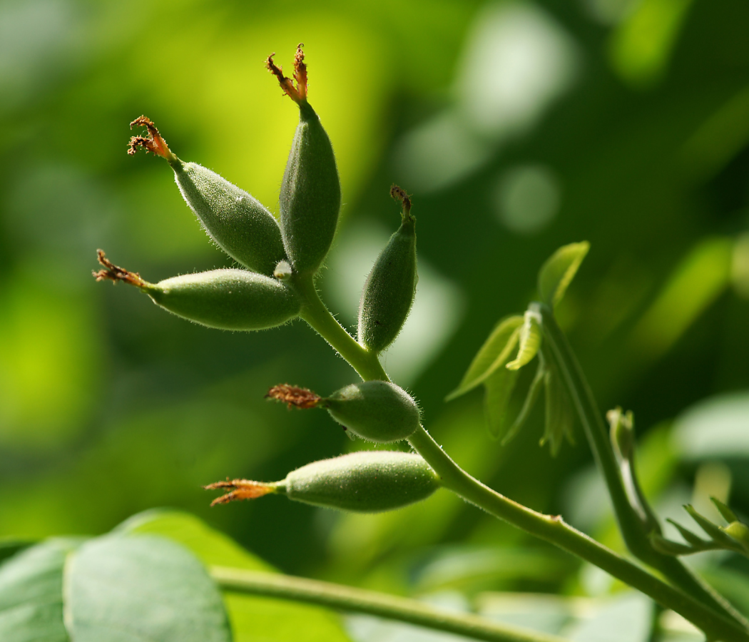 Изображение особи Juglans mandshurica.