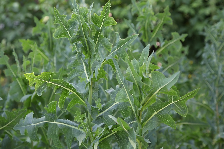 Изображение особи Lactuca serriola.