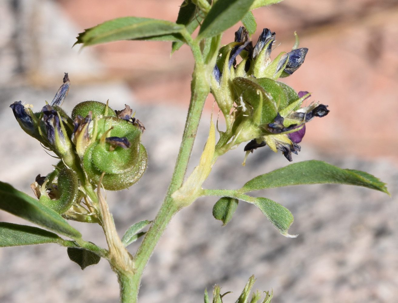 Изображение особи Medicago tianschanica.