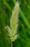 Polypogon monspeliensis