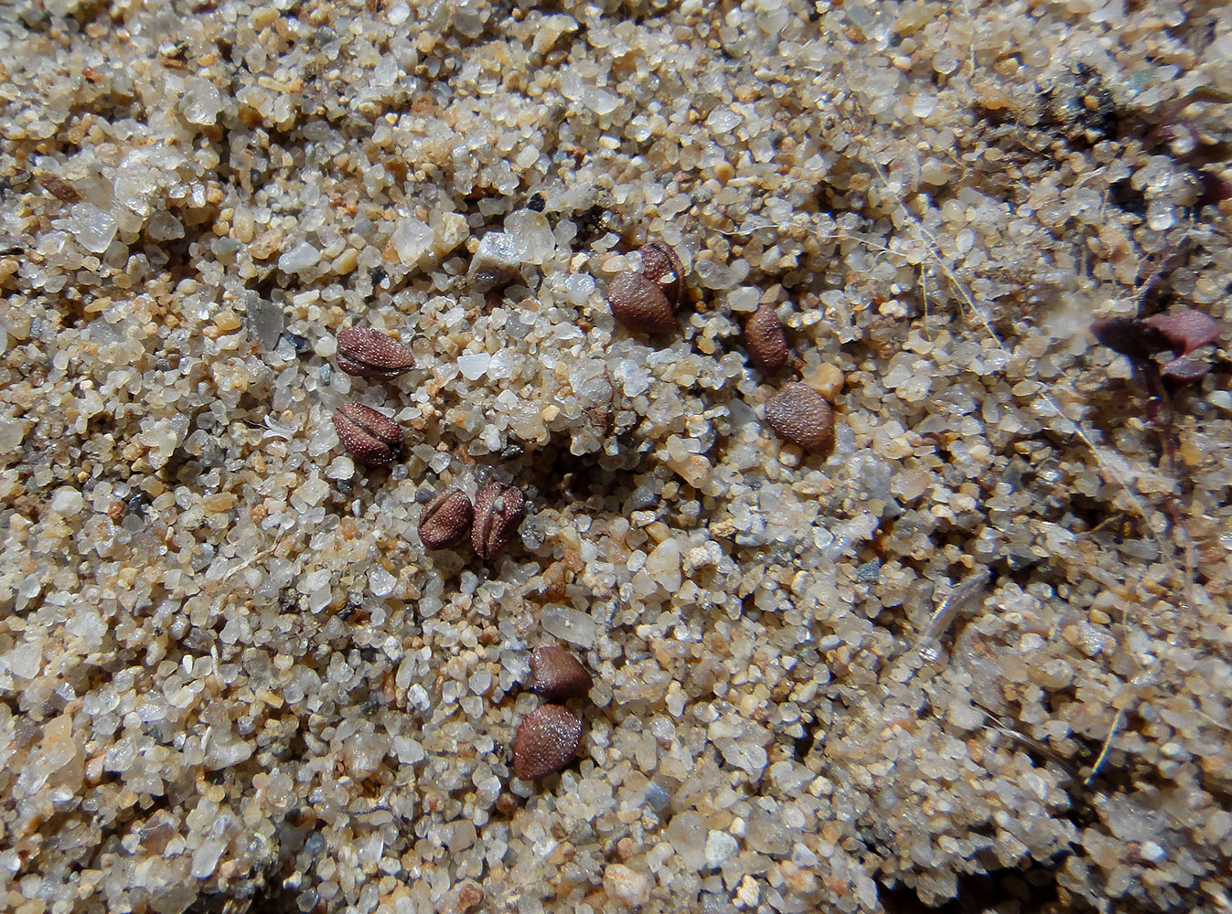 Image of Pedicularis karoi specimen.