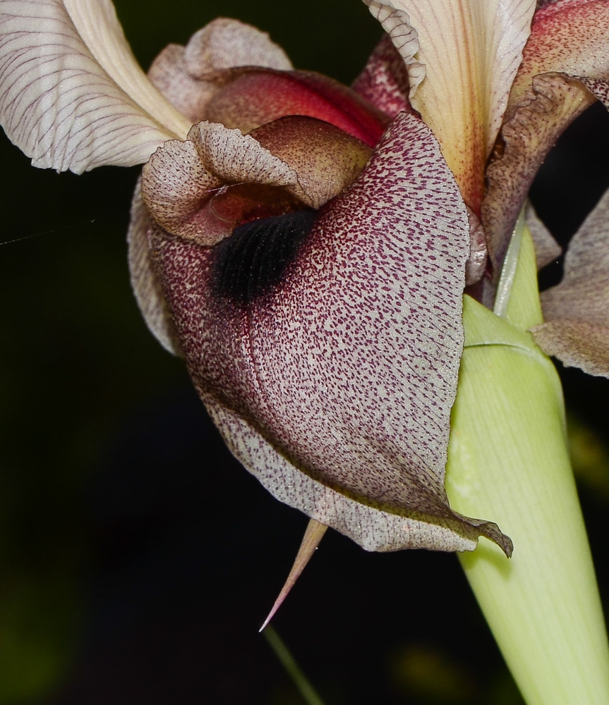 Image of Iris lortetii specimen.