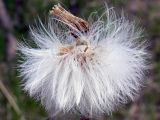 Tussilago farfara