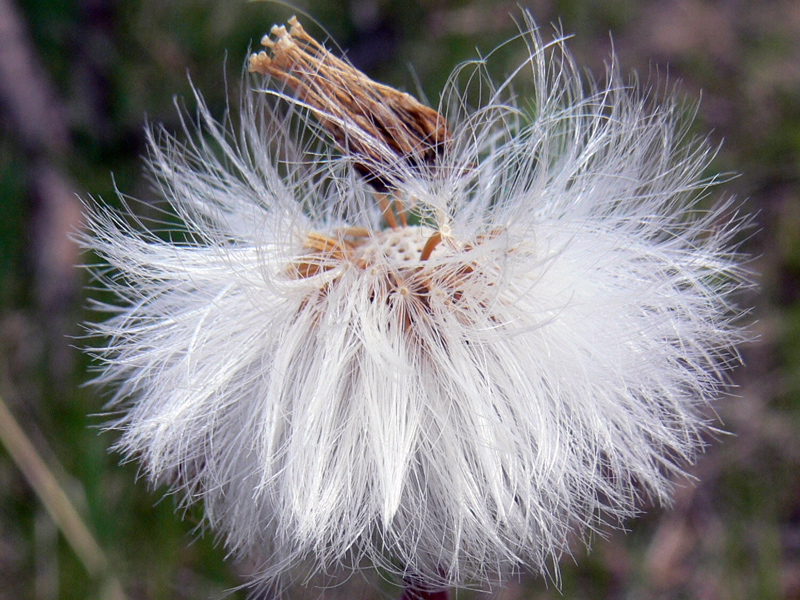 Image of Tussilago farfara specimen.