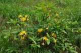 Rhododendron luteum. Цветущее растение. Северная Осетия, Ирафский р-н, хребет Танадор, гора Кубус, опушка смешанного леса (выс. около 1800 м н.у.м.). 05.07.2016.