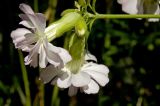 Saponaria officinalis