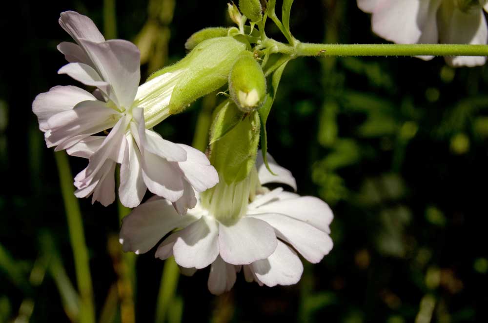 Image of Saponaria officinalis specimen.