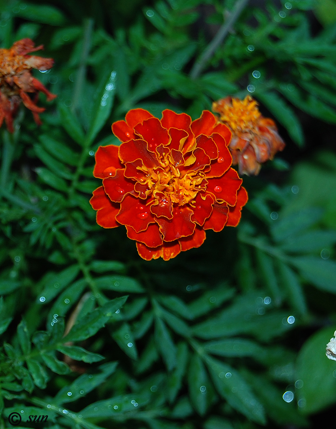 Изображение особи Tagetes patula.