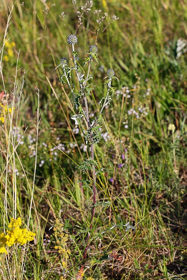 Изображение особи Echinops tataricus.