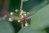 Frangula alnus